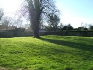 One Large Lime Tree